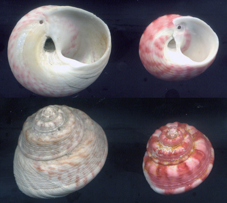 Gibbula magus